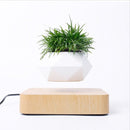 Levitating Air Bonsai Pot - likeinstore