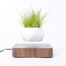 Levitating Air Bonsai Pot - likeinstore
